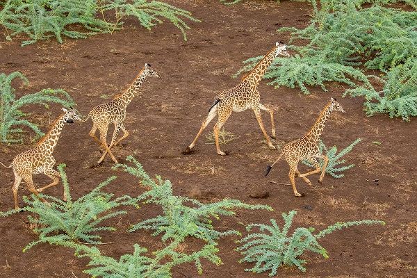 Africa-Kenya-Shompole-Aerial view herd of Giraffes running in Shompole Conservancy in Rift Valley